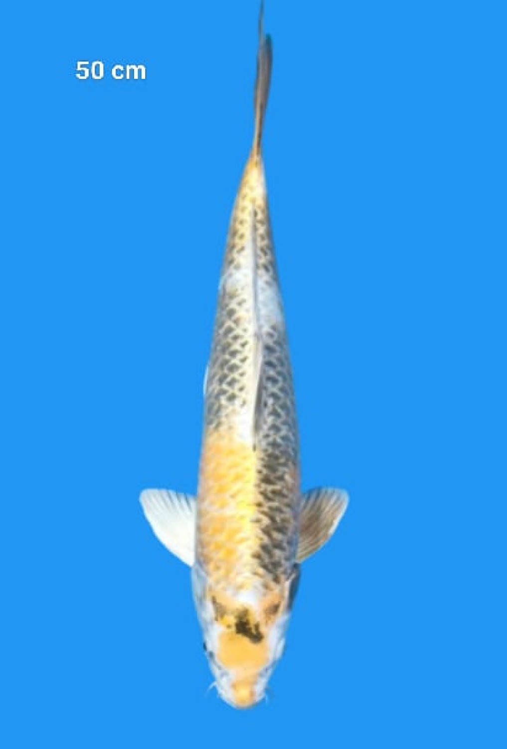 Juara 1