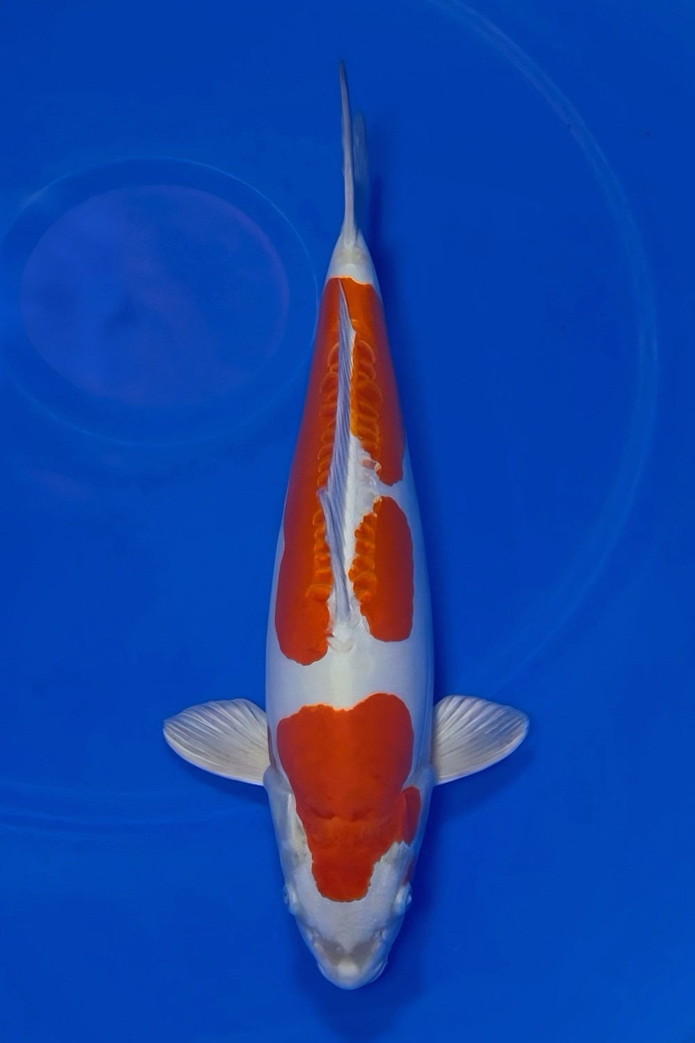 Juara 1