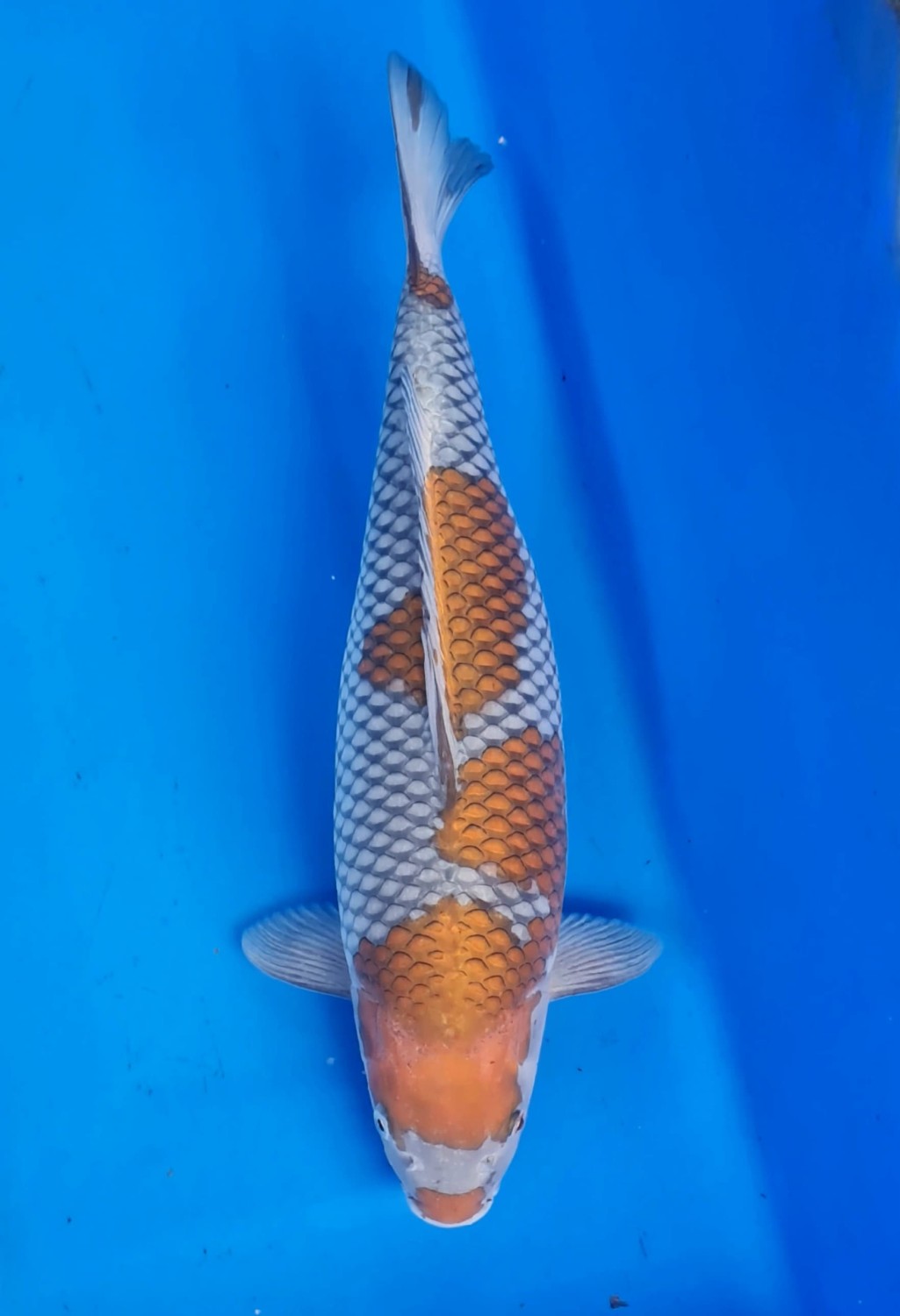 Juara 1