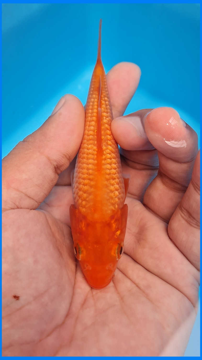 Juara 1