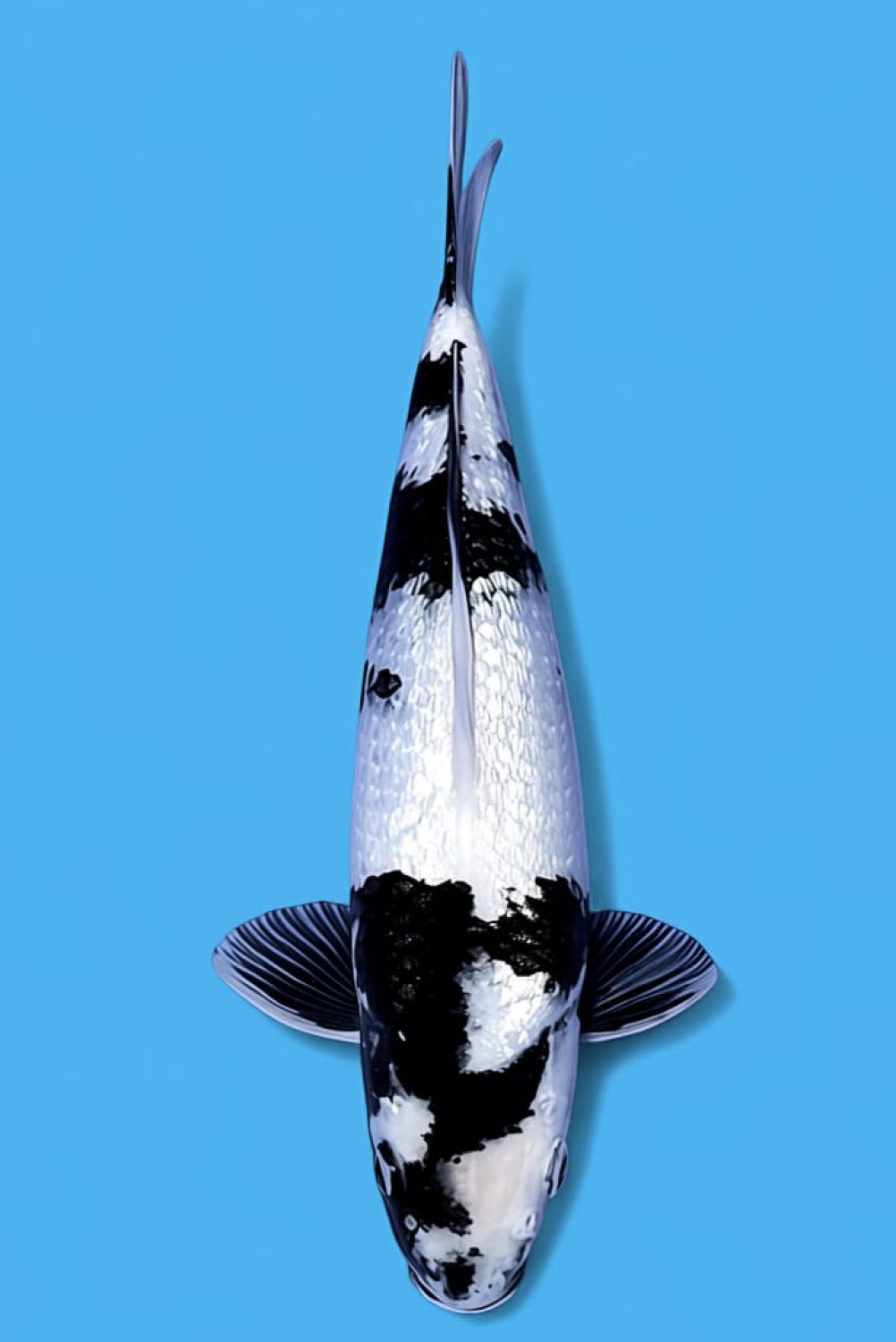 Juara 1