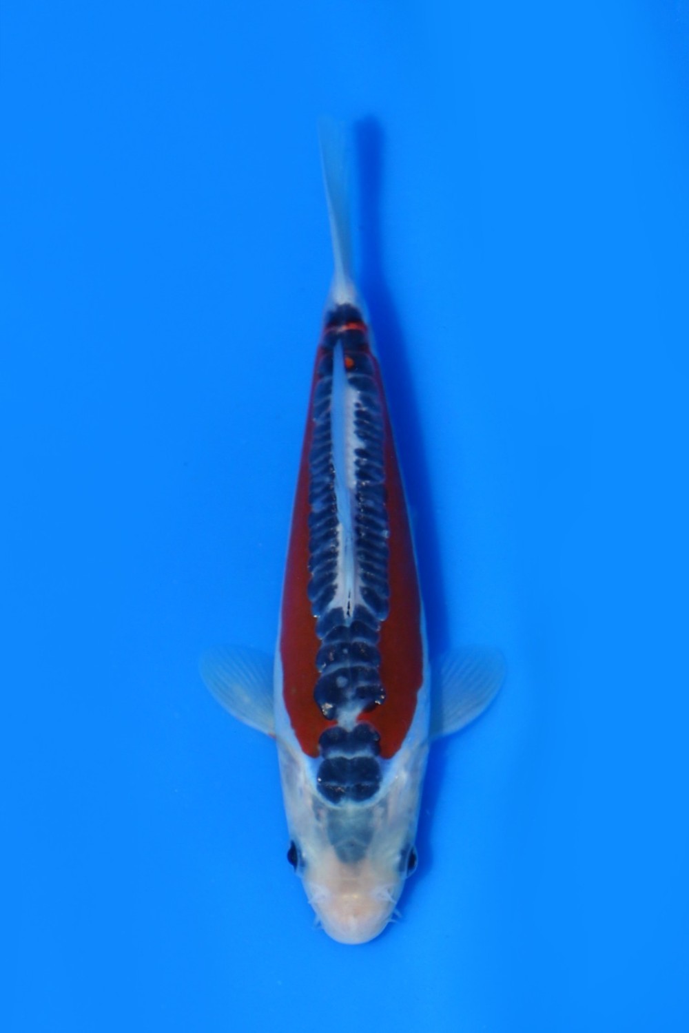 Juara 3