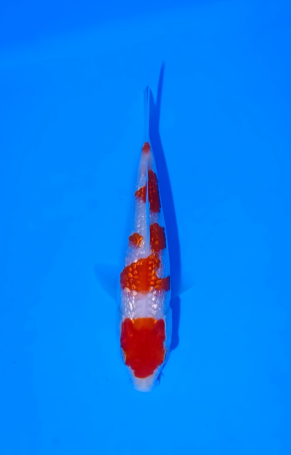 Juara 4