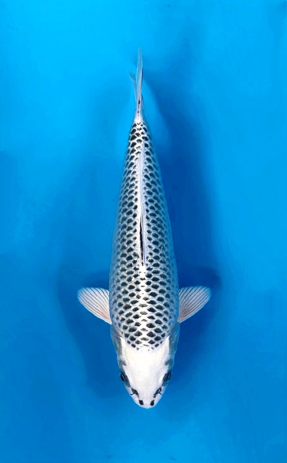 Best In Size E, 21 - 25 cm