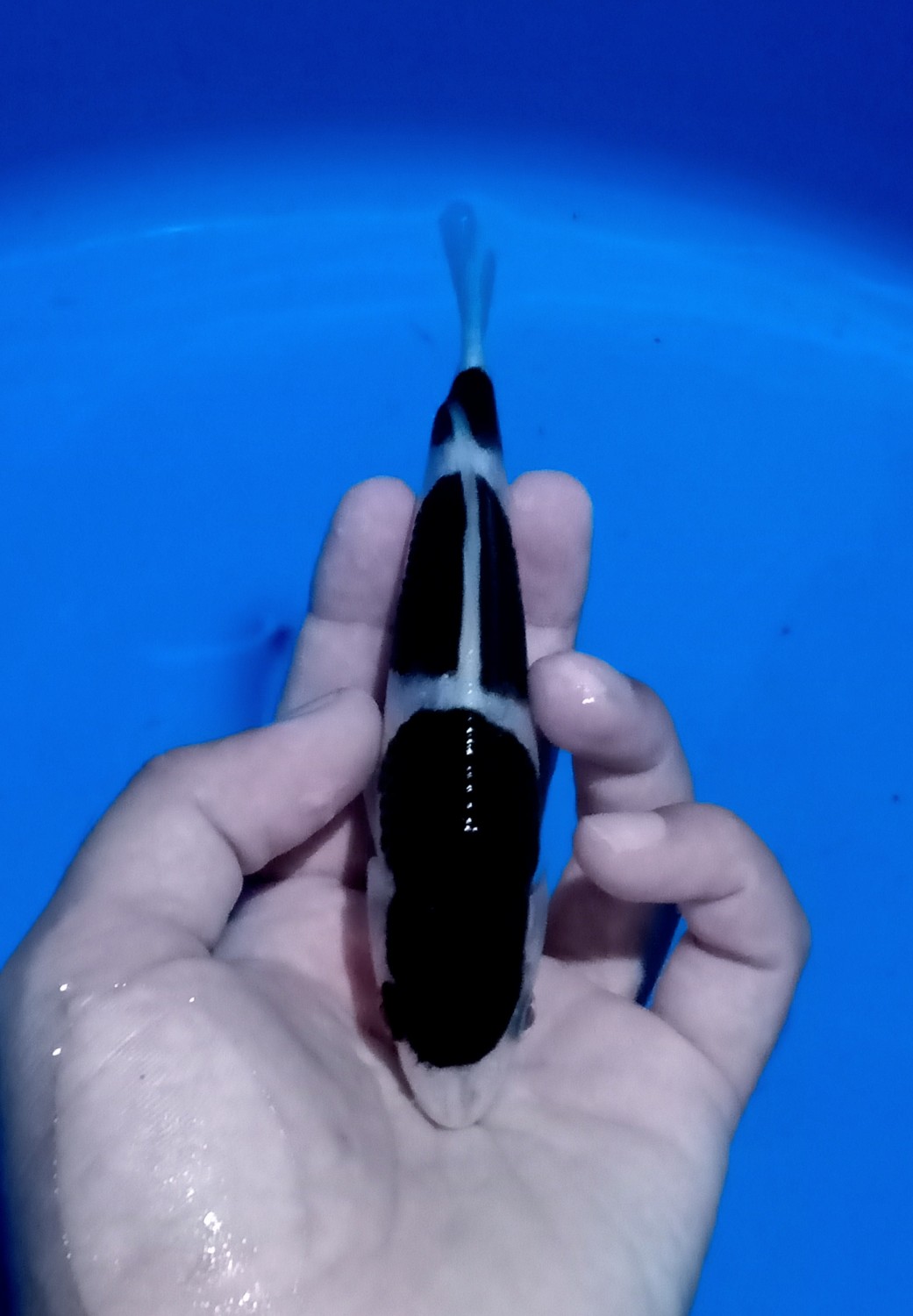 Juara 1