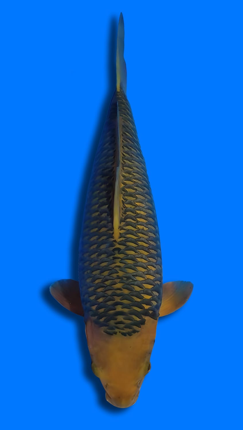 Juara 2