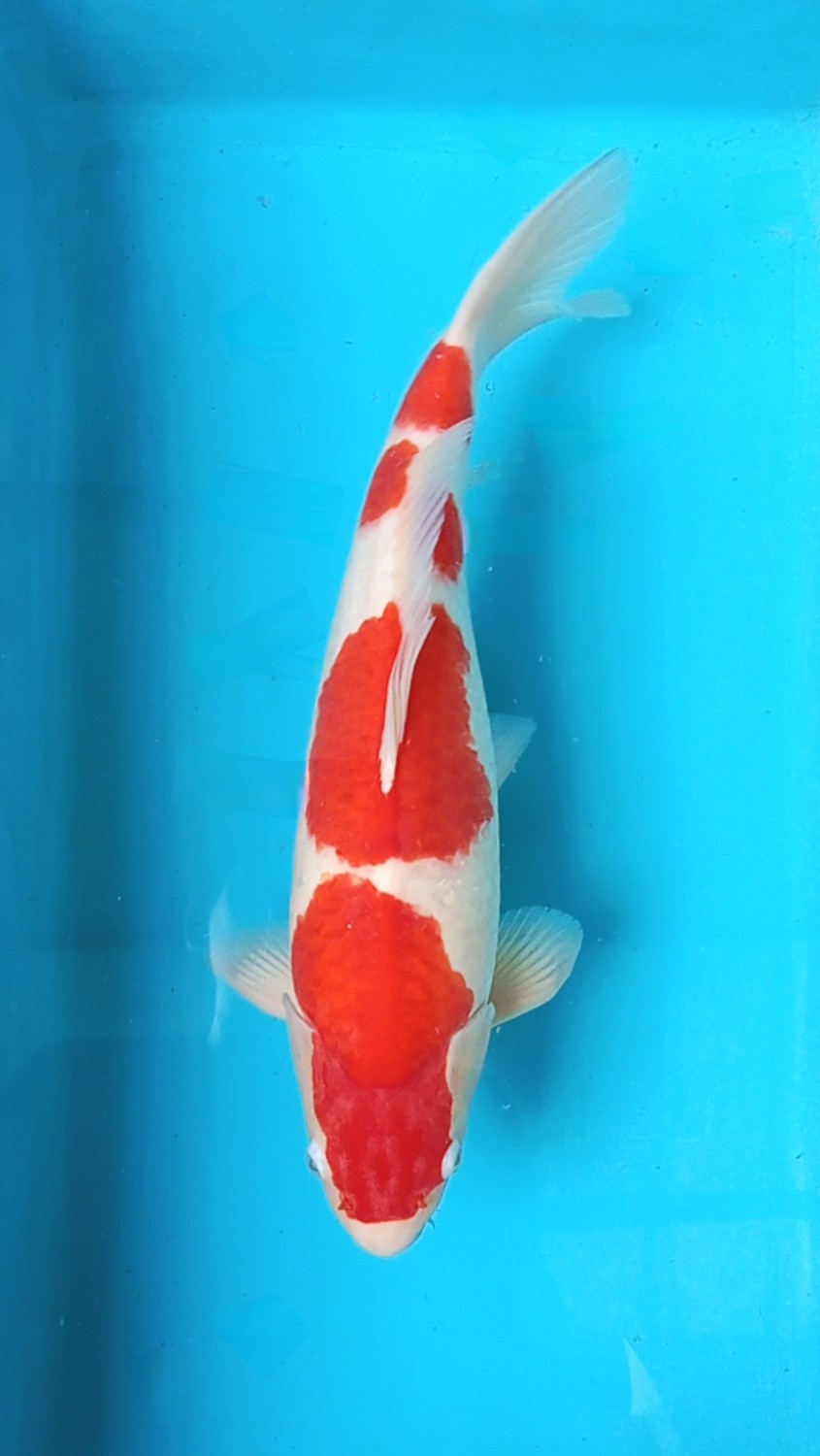 Juara 5
