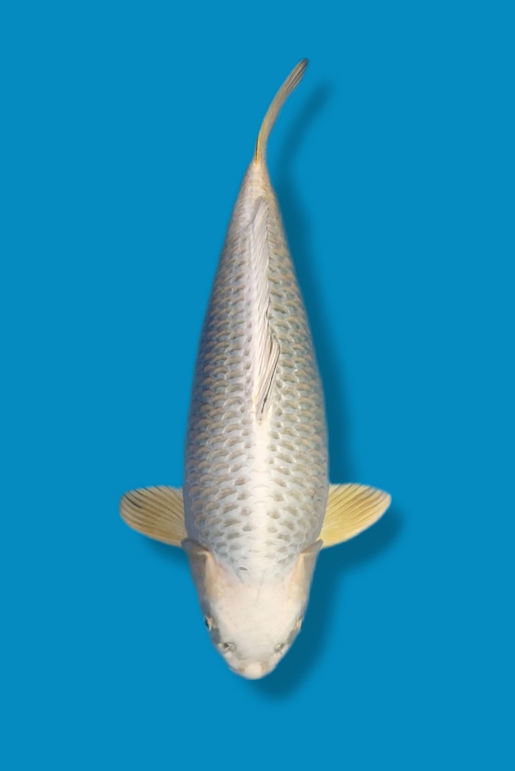 Juara 2