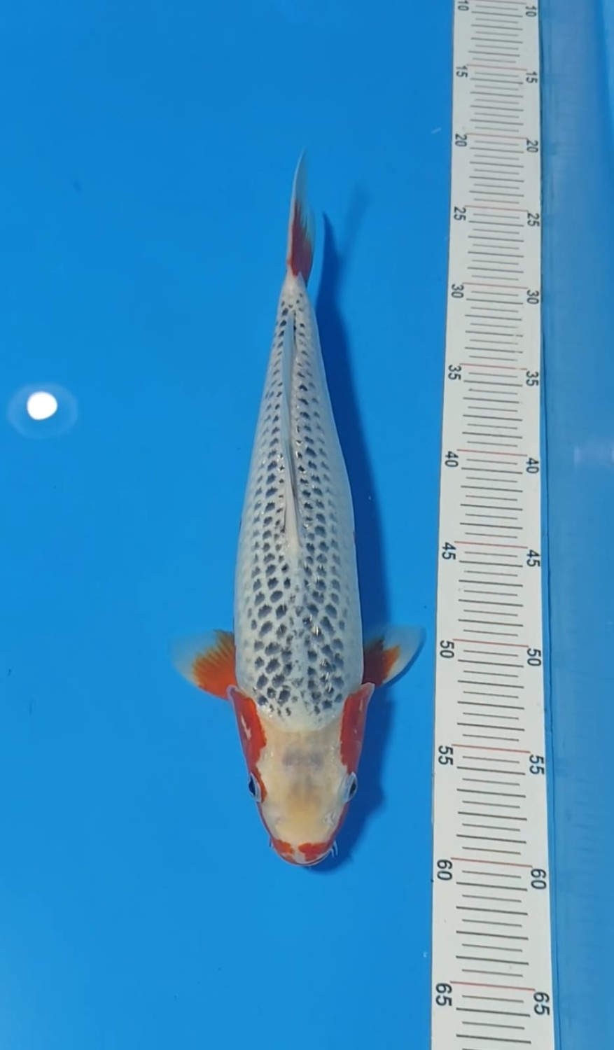 Juara 1