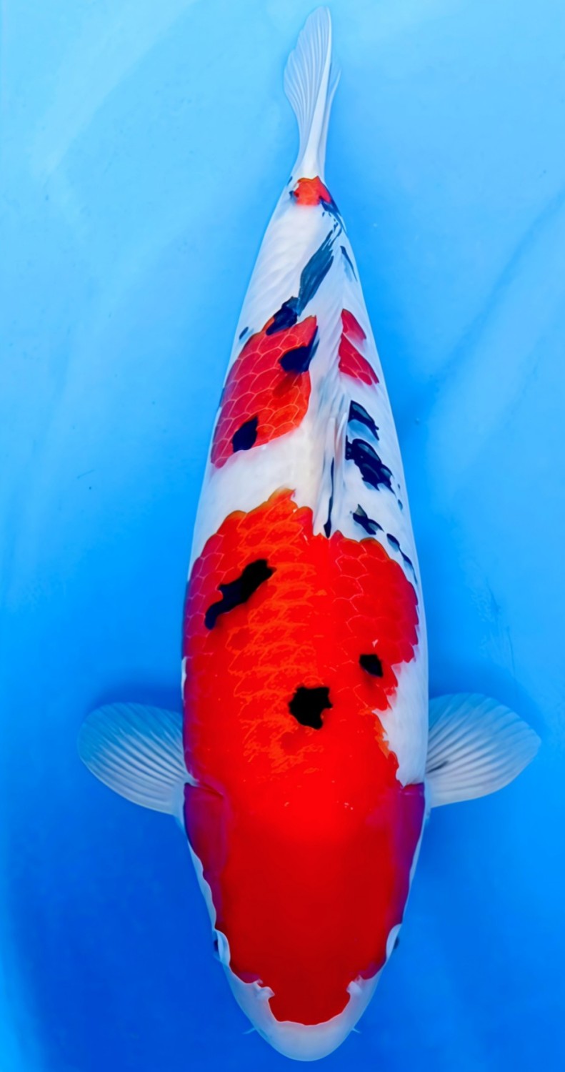 Juara 2
