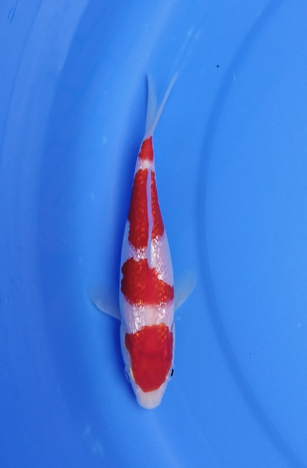 Juara 1