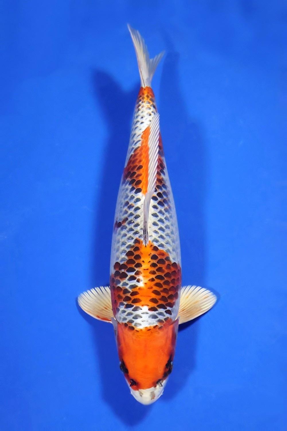 Juara 1