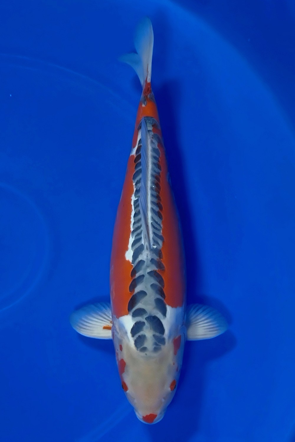 Juara 3