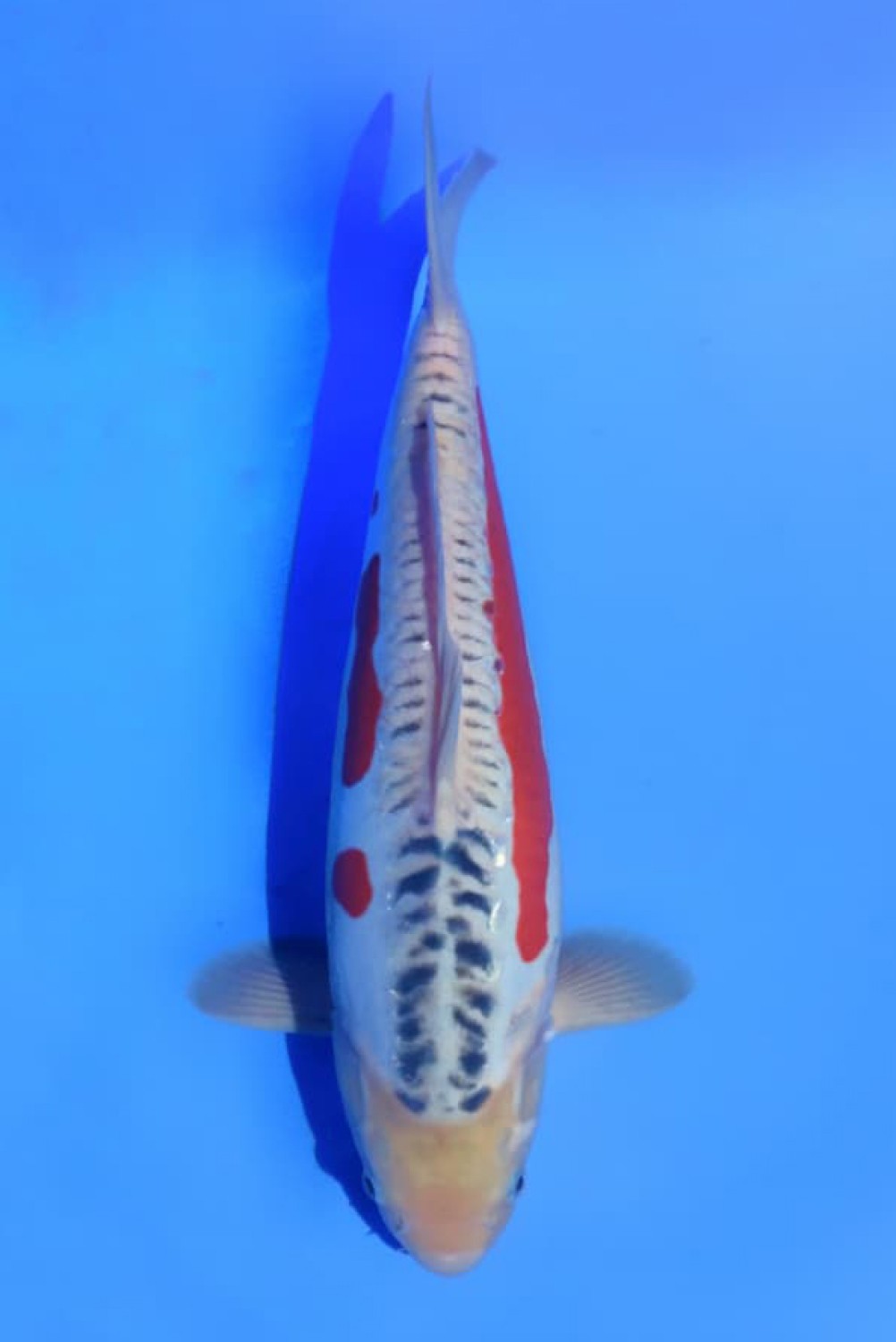 Juara 3