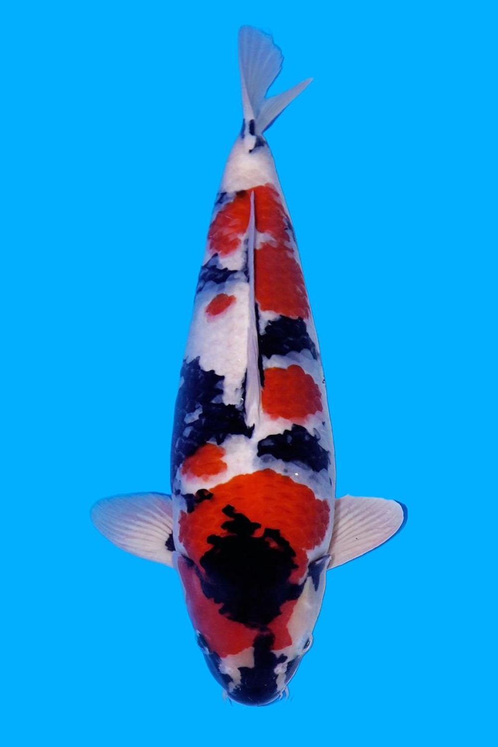 Juara 1