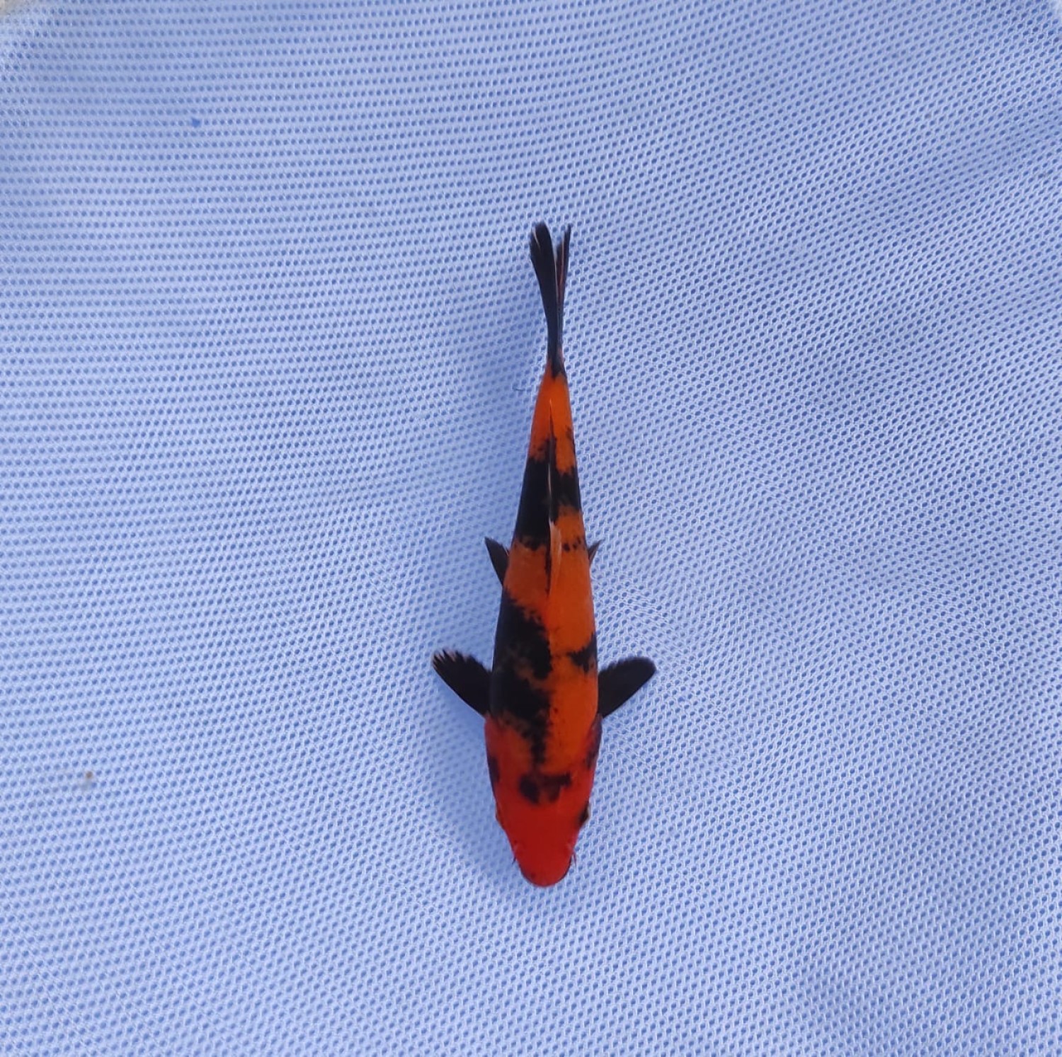 Juara 4
