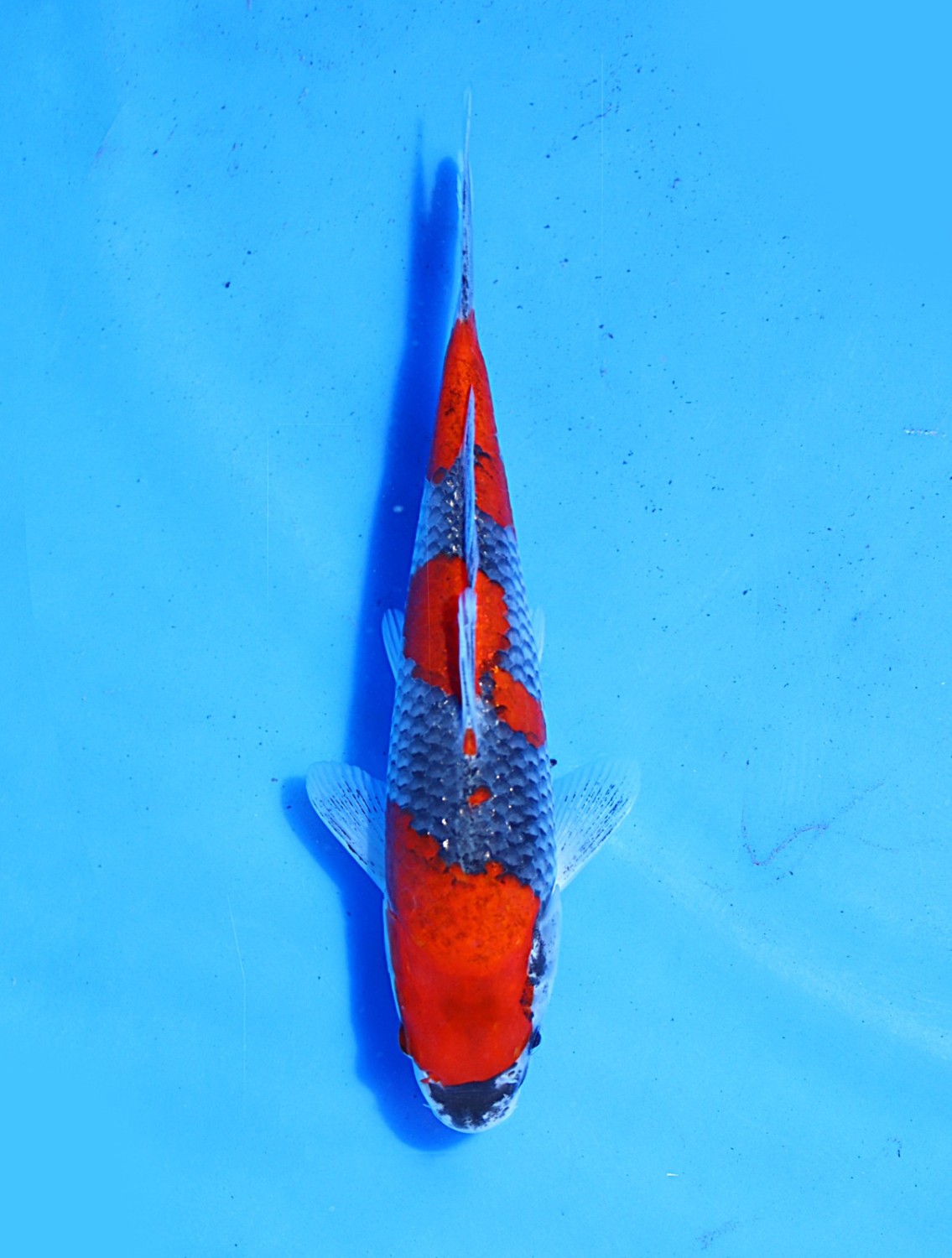 Best In Size B, 26 - 30 cm