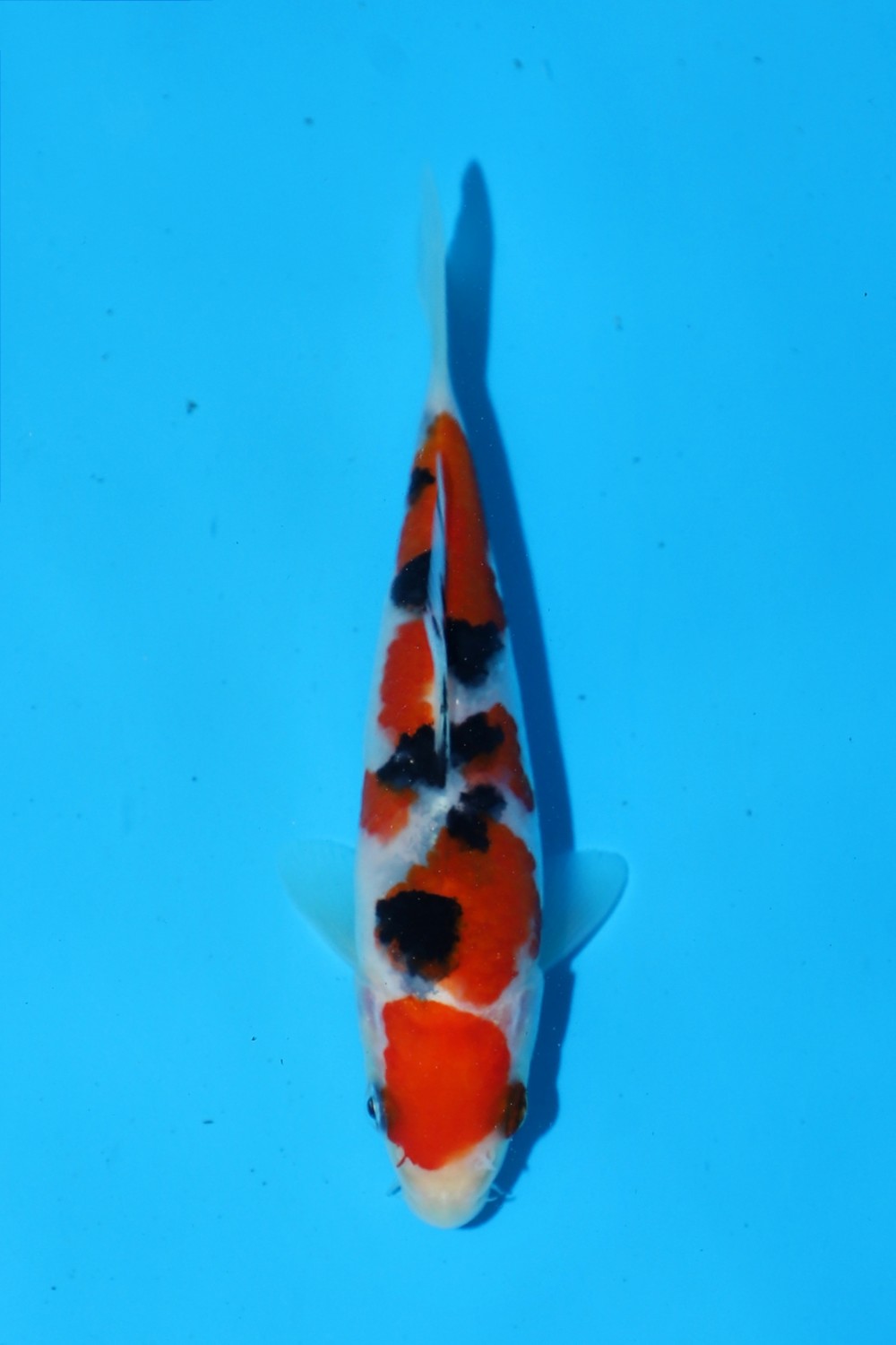 Juara 2