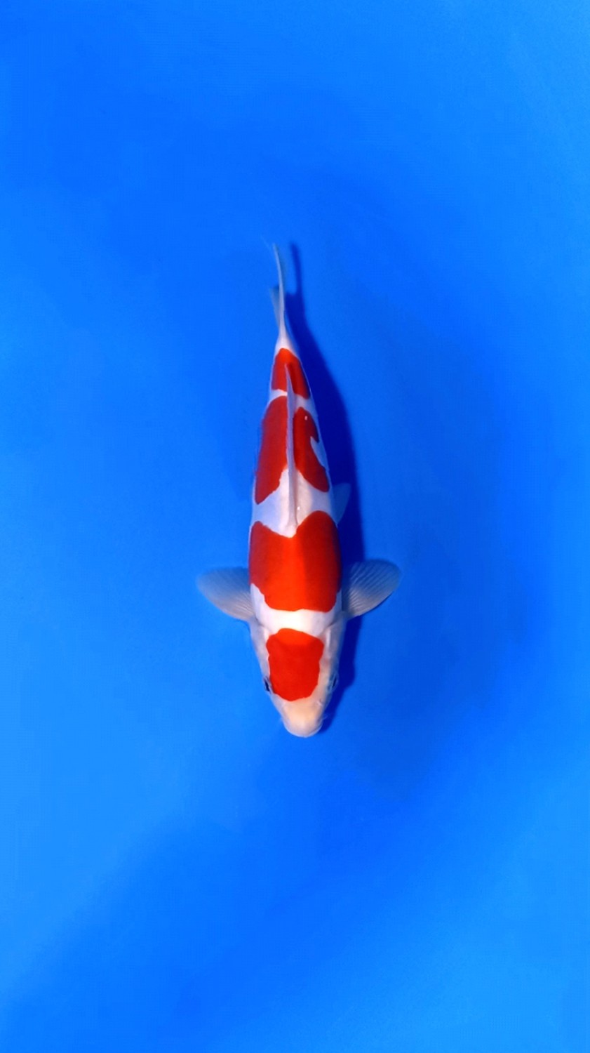 Best In Size C, 21 - 25 cm