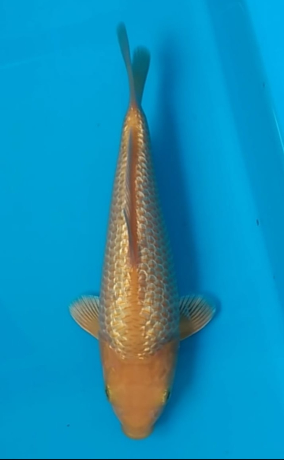 Juara 2