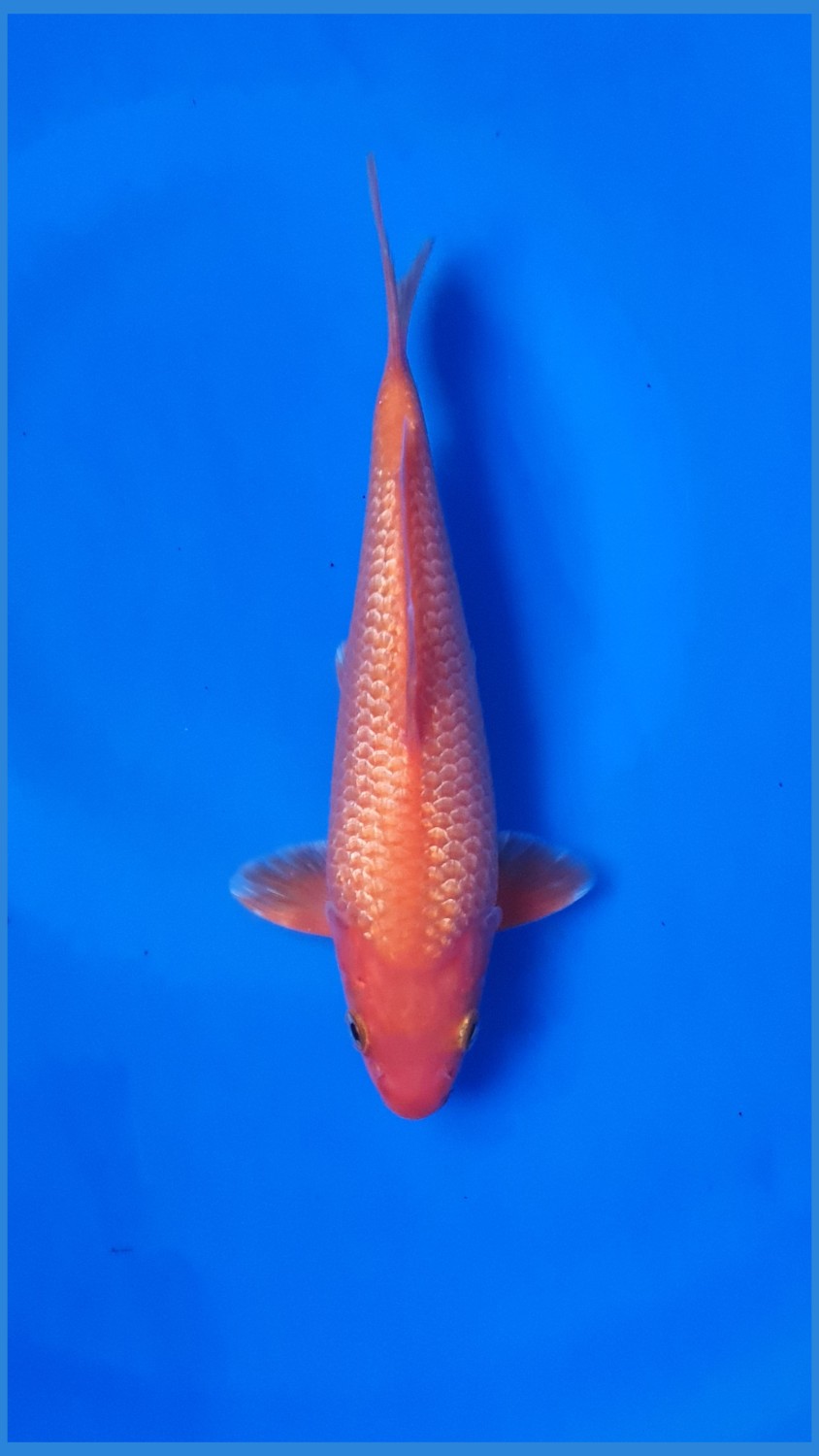 Juara 4