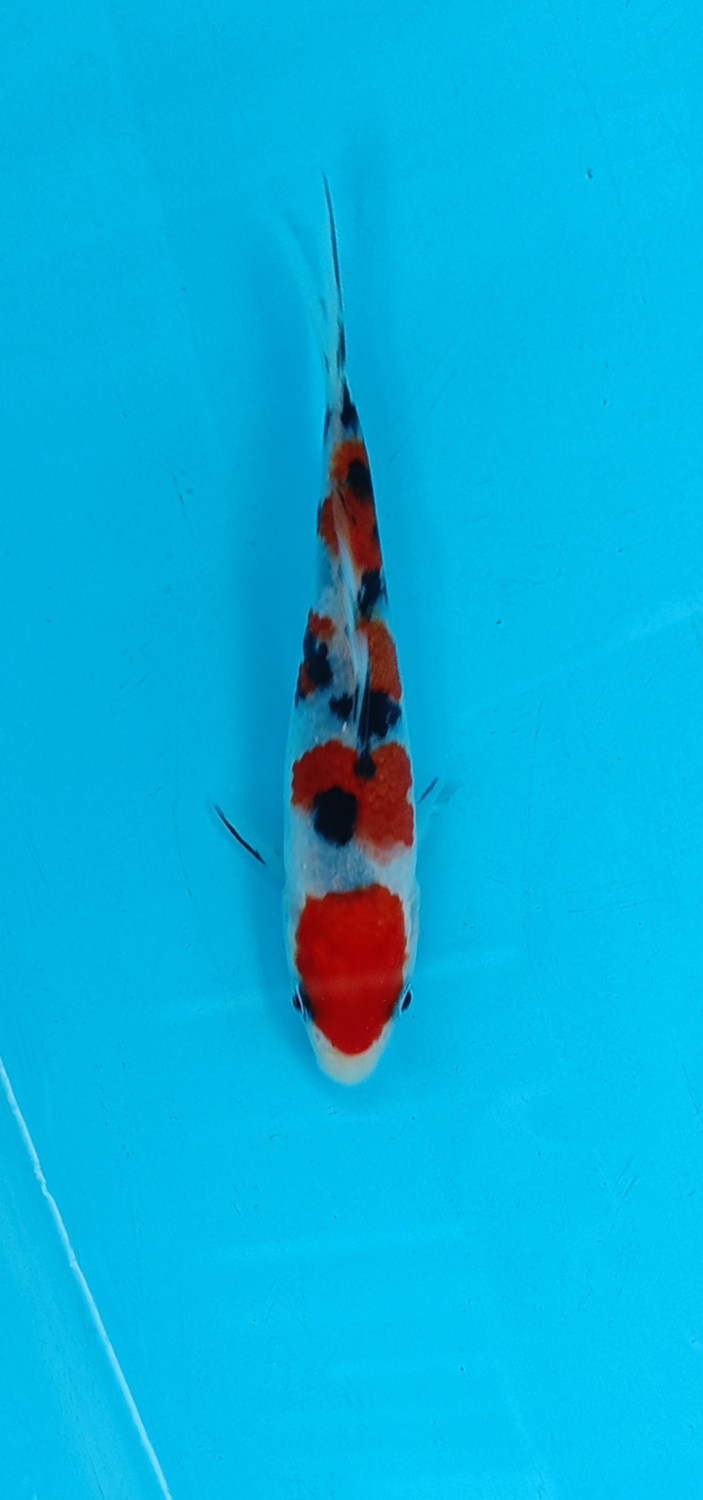 Juara 4