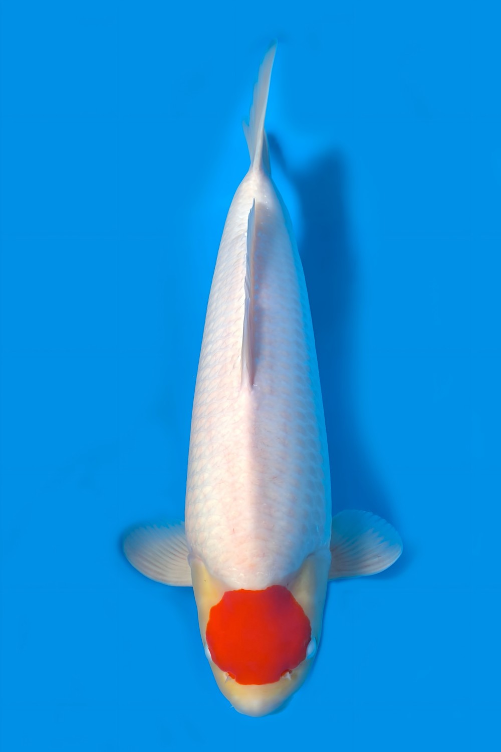 Best In Size C, 56 - 60 cm