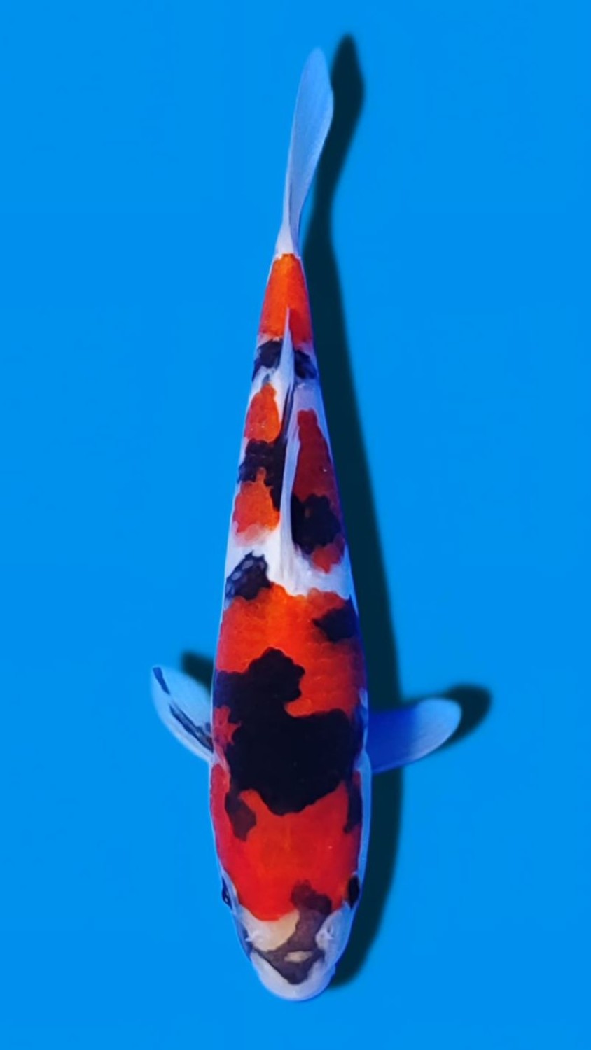 Juara 1