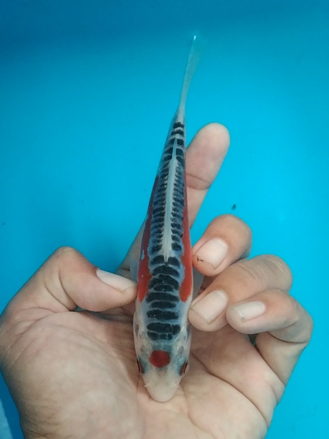 Juara 2