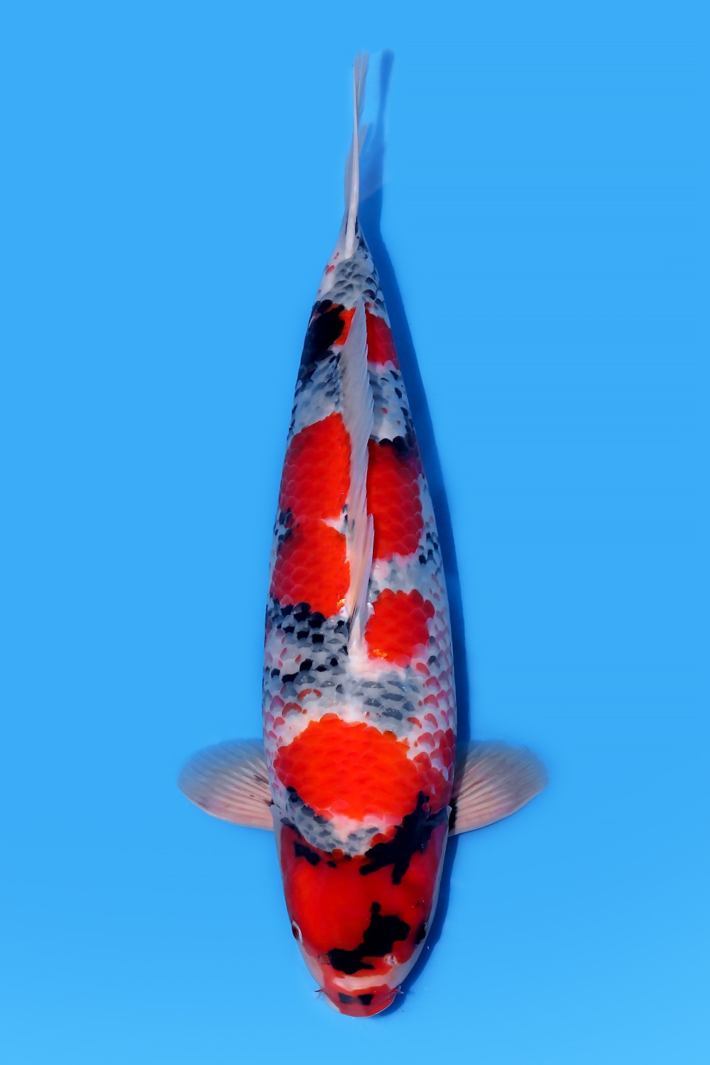 Juara 1