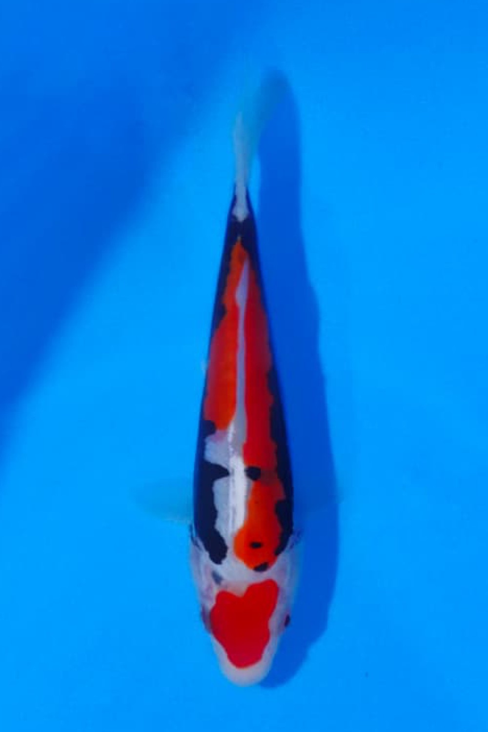 Juara 2