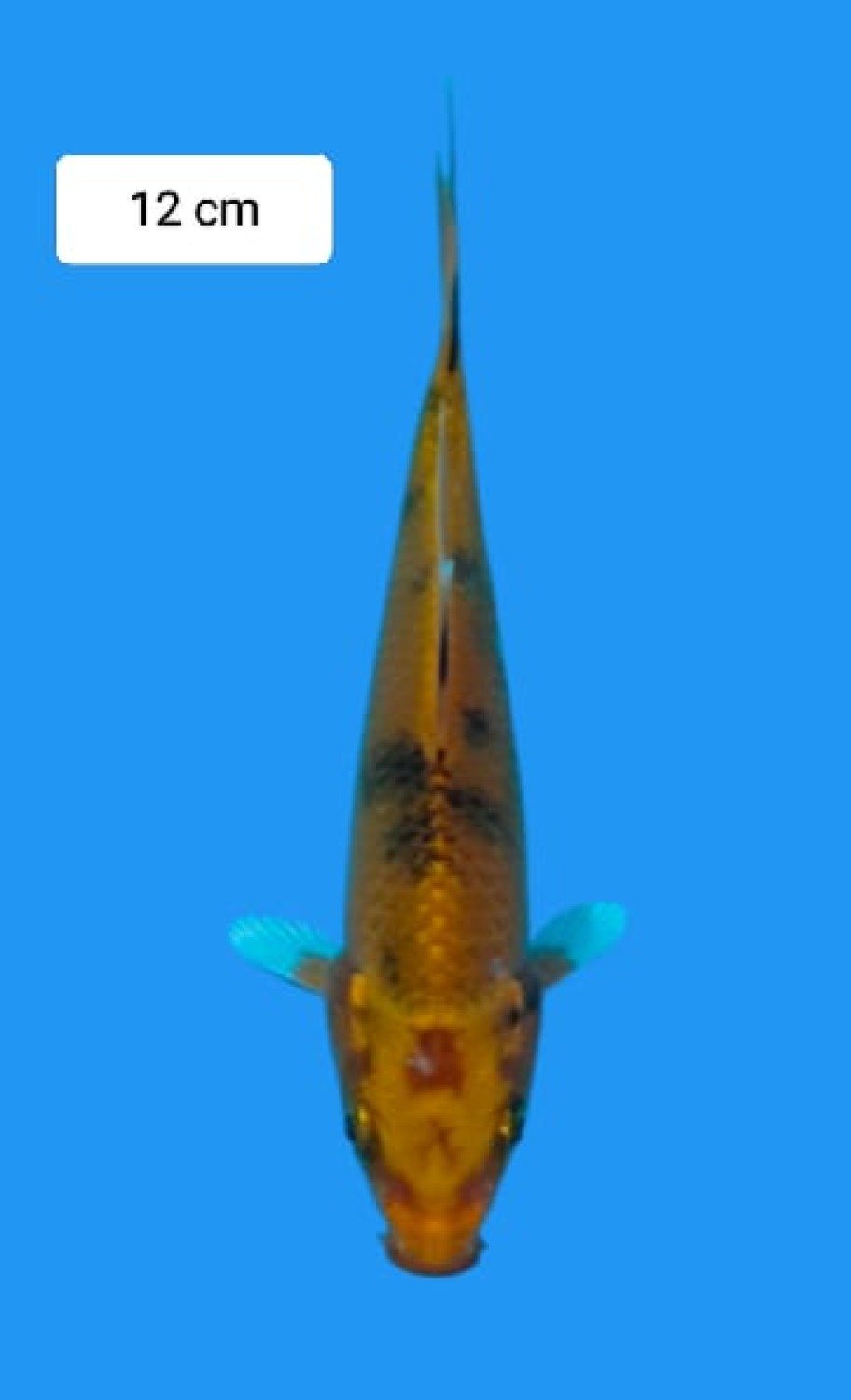 Juara 2