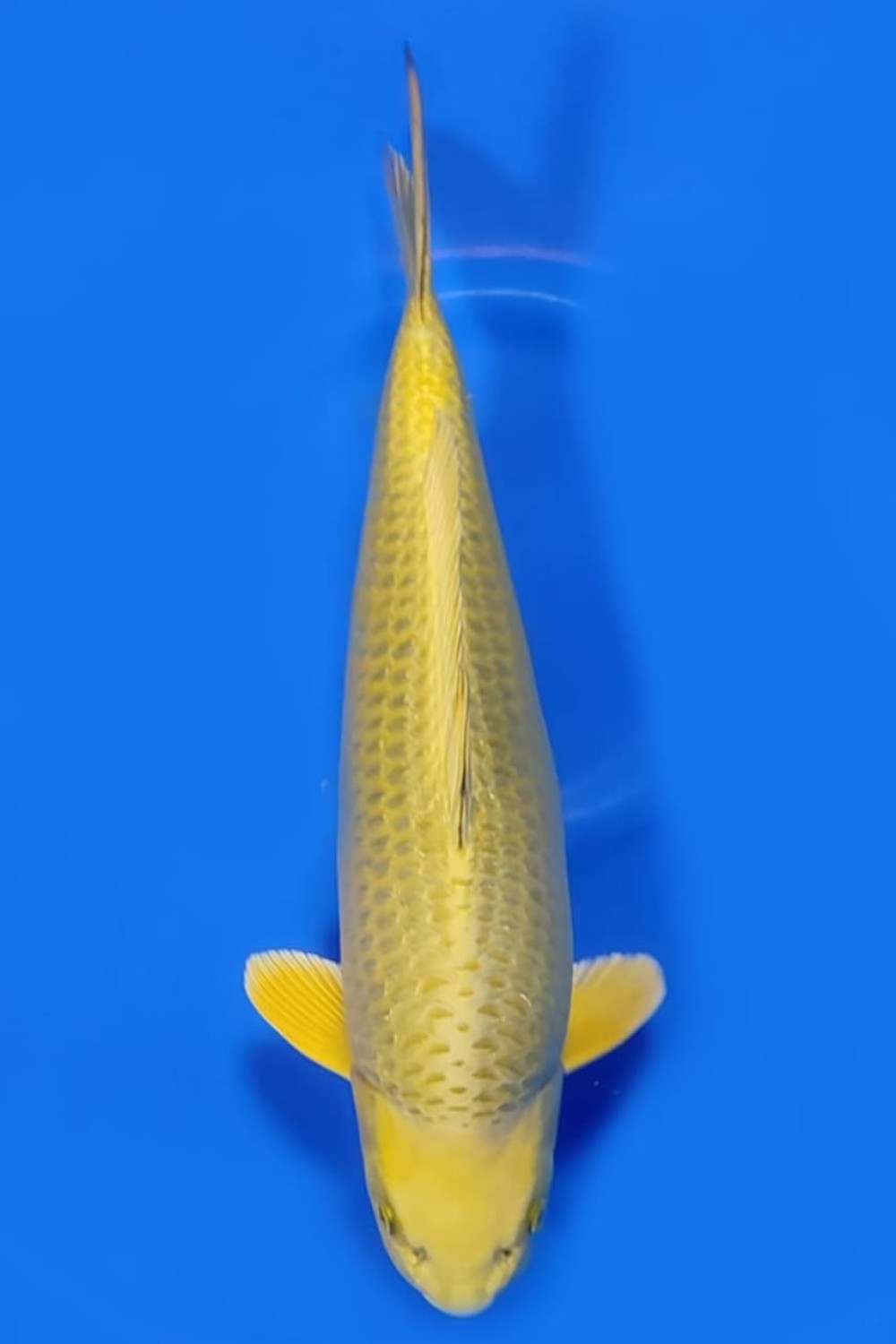 Juara 1