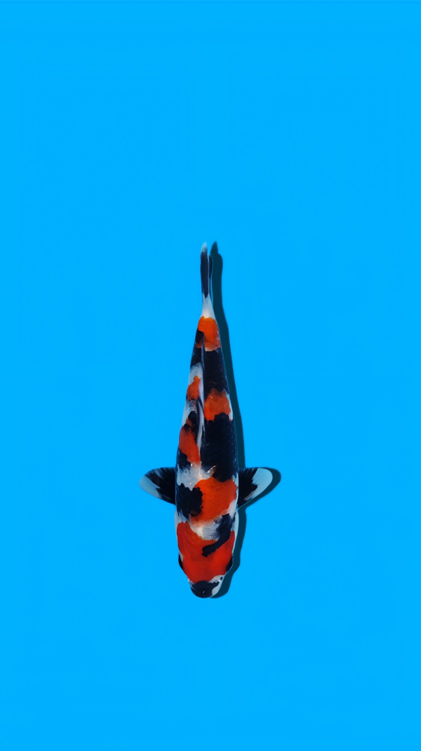 Juara 2