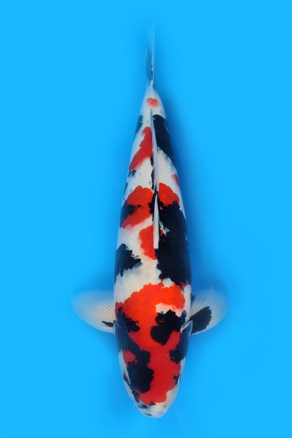 Juara 1