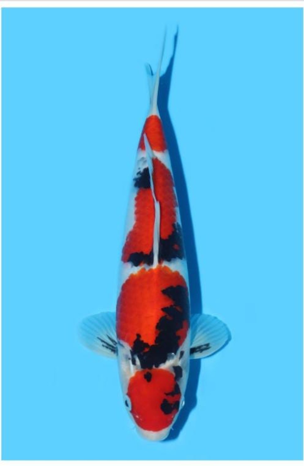 Juara 1