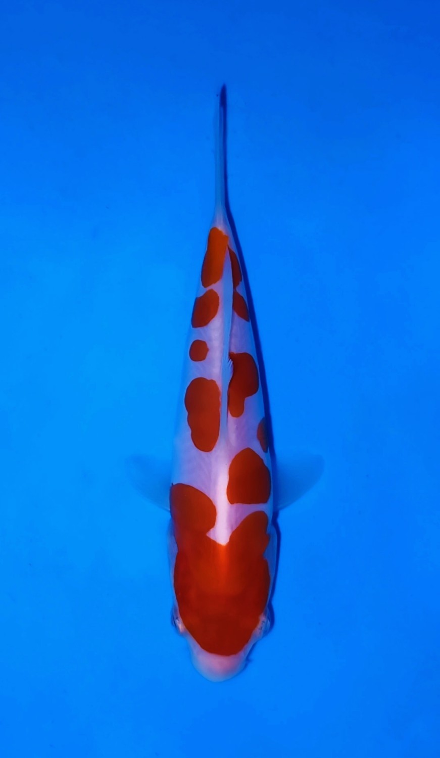 Juara 5
