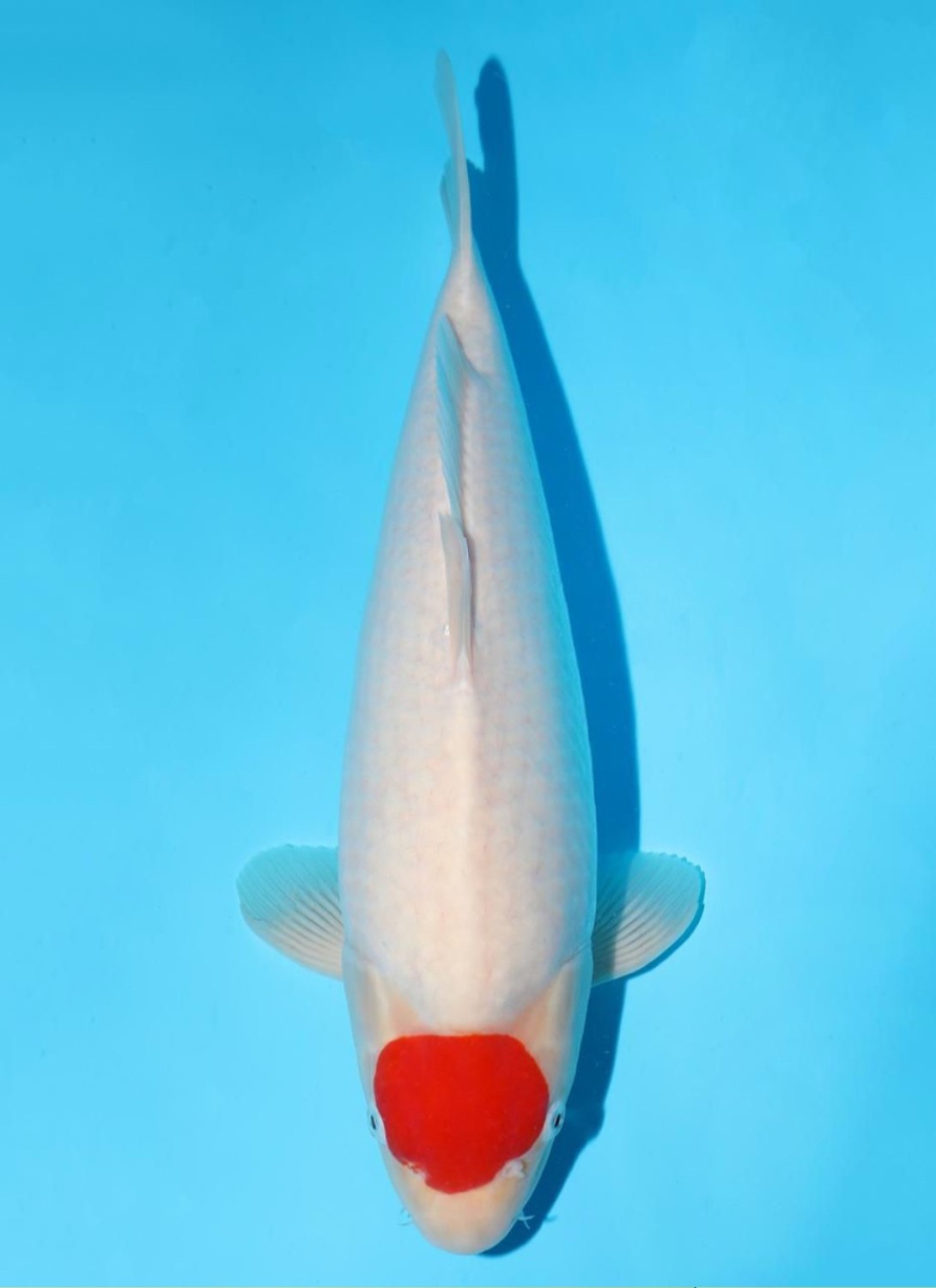 Best In Size C, 61 - 65 cm