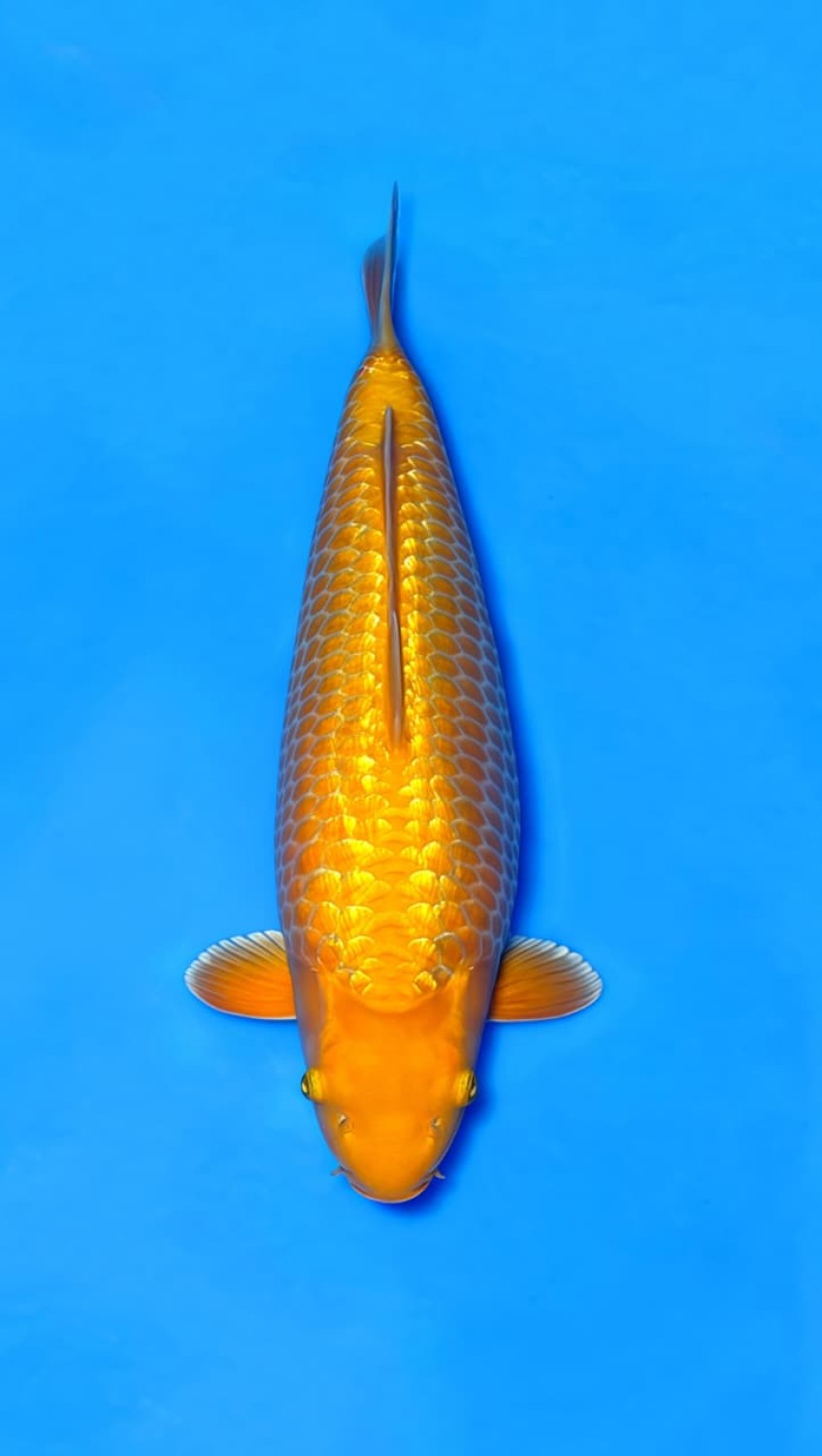Juara 3