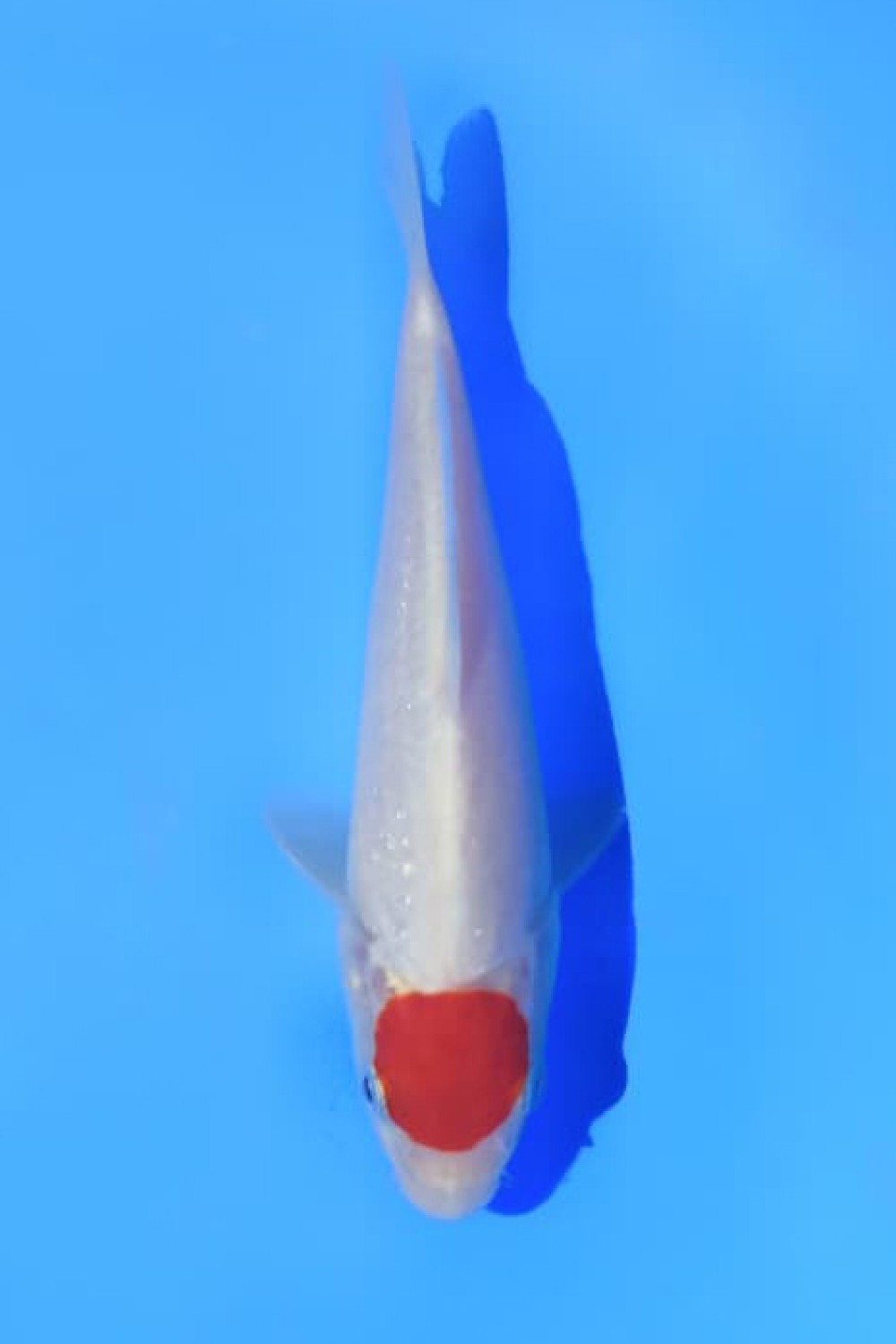 Juara 1