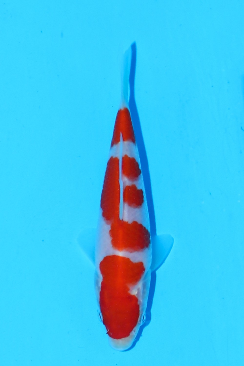 Juara 3