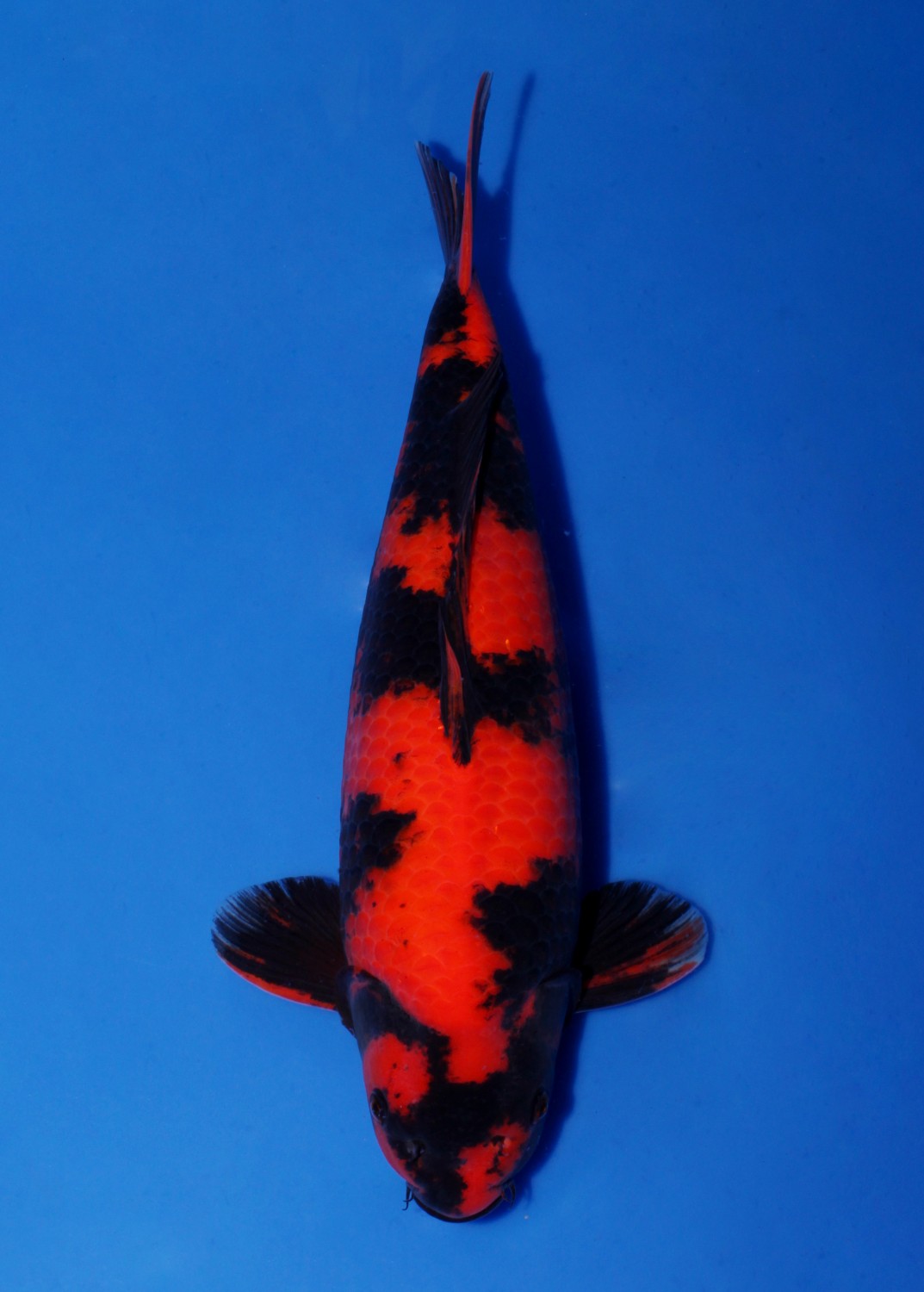 Best In Size D, 46 - 50 cm