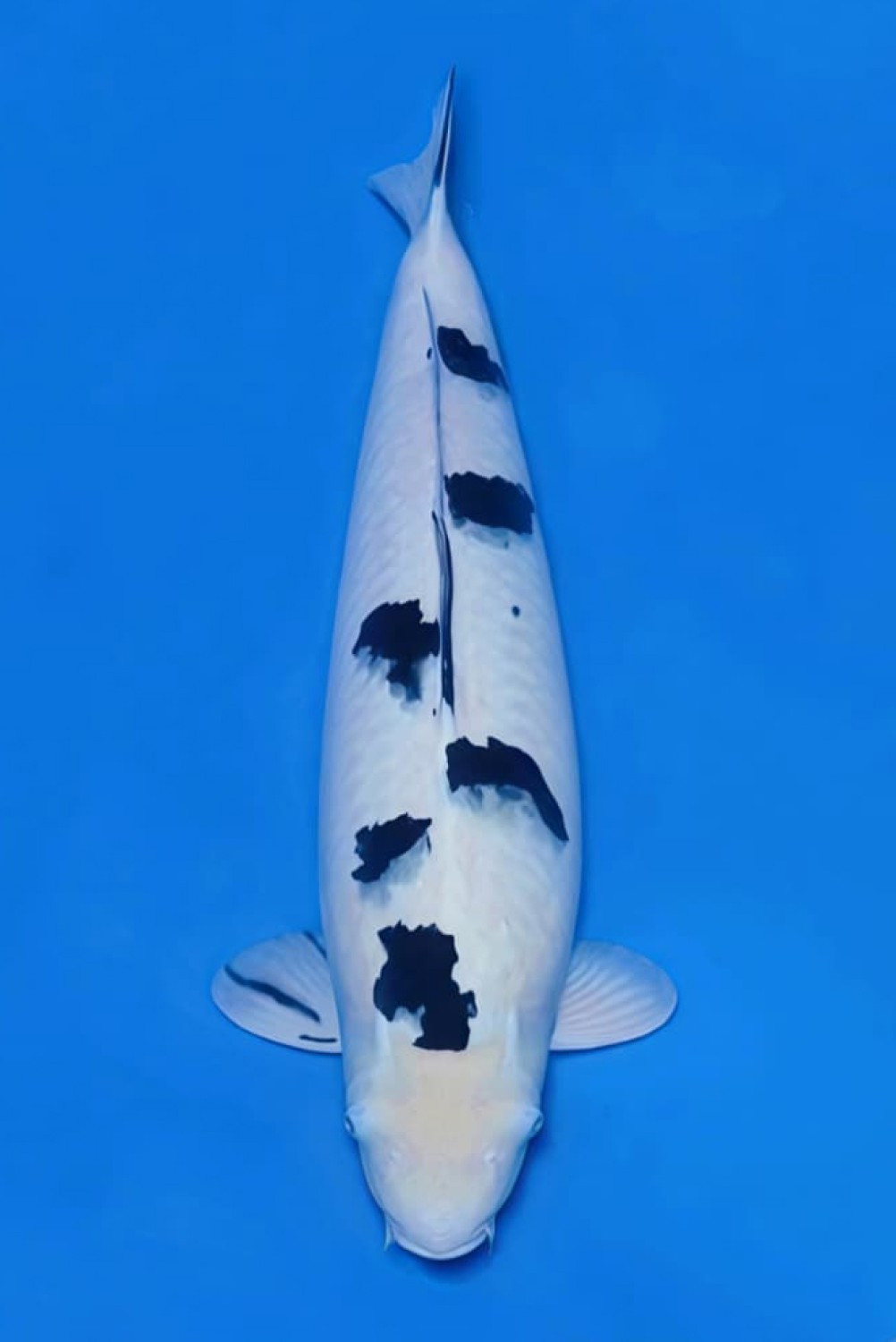 Juara 1
