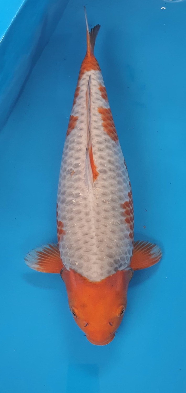 Juara 1