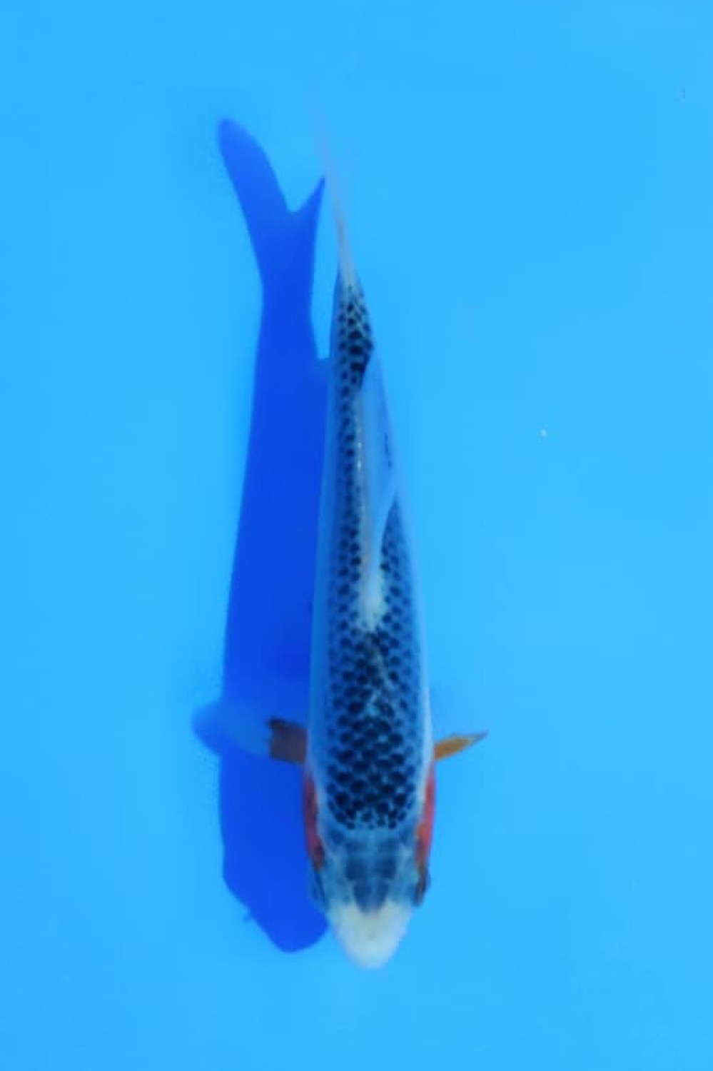 Juara 3