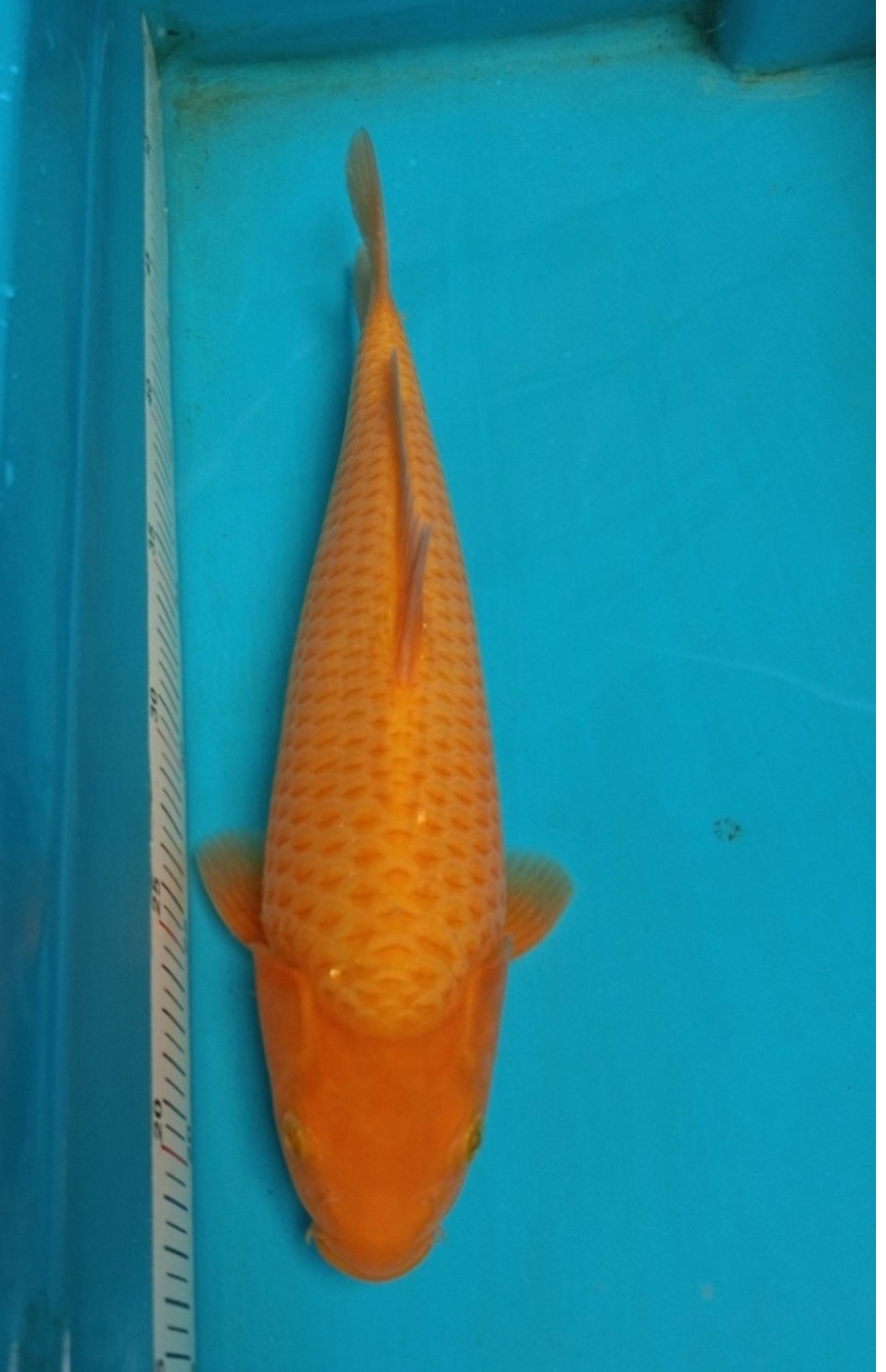 Juara 1