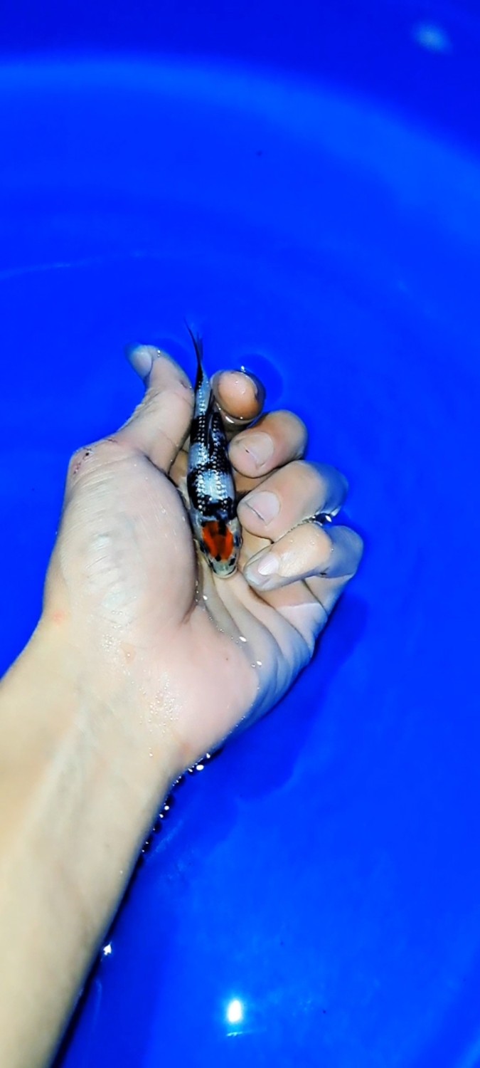 Juara 3