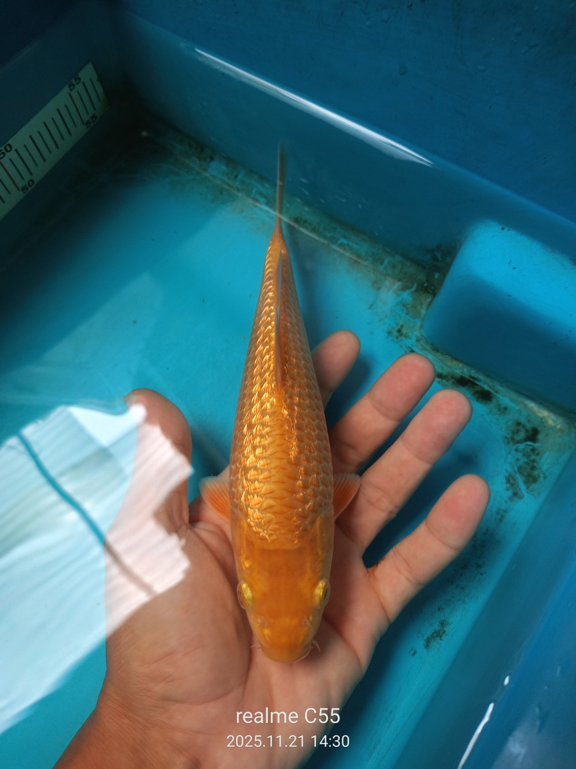 Juara 5