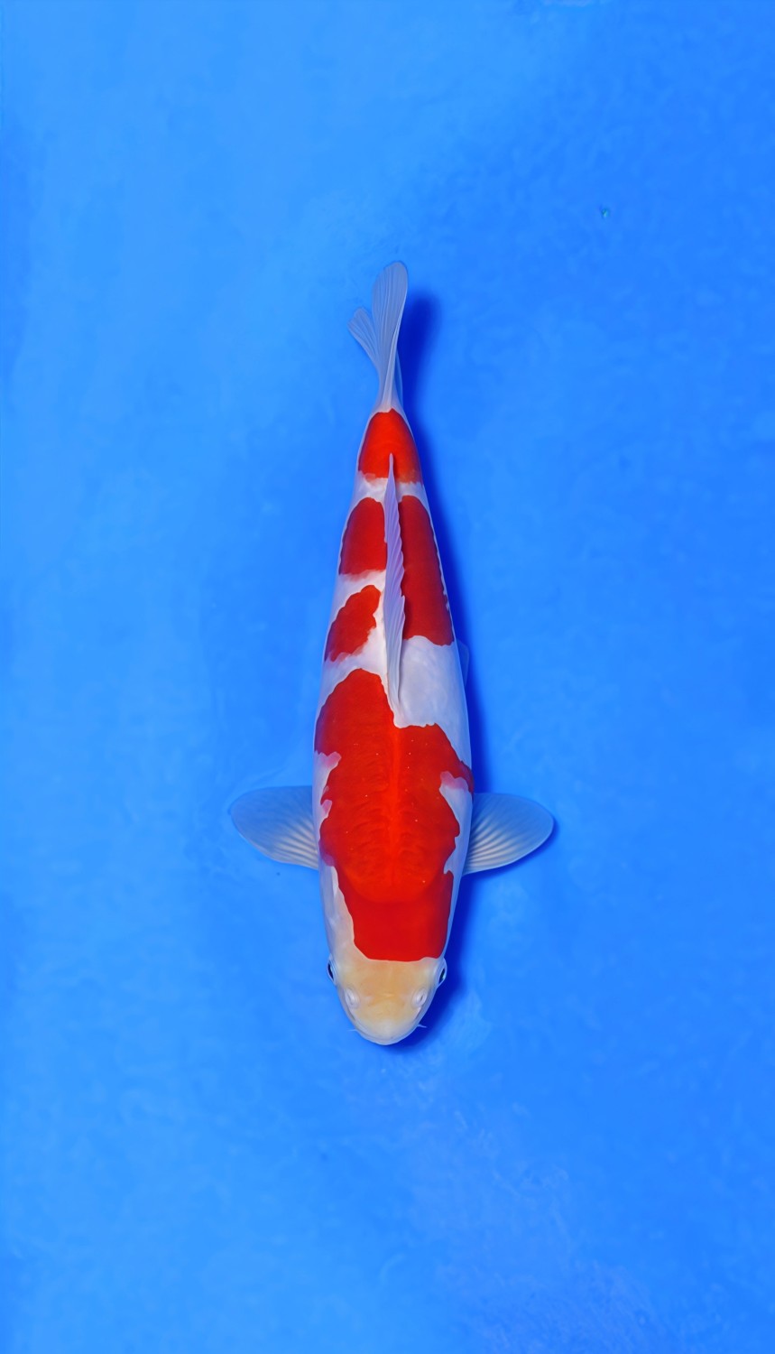 Juara 2