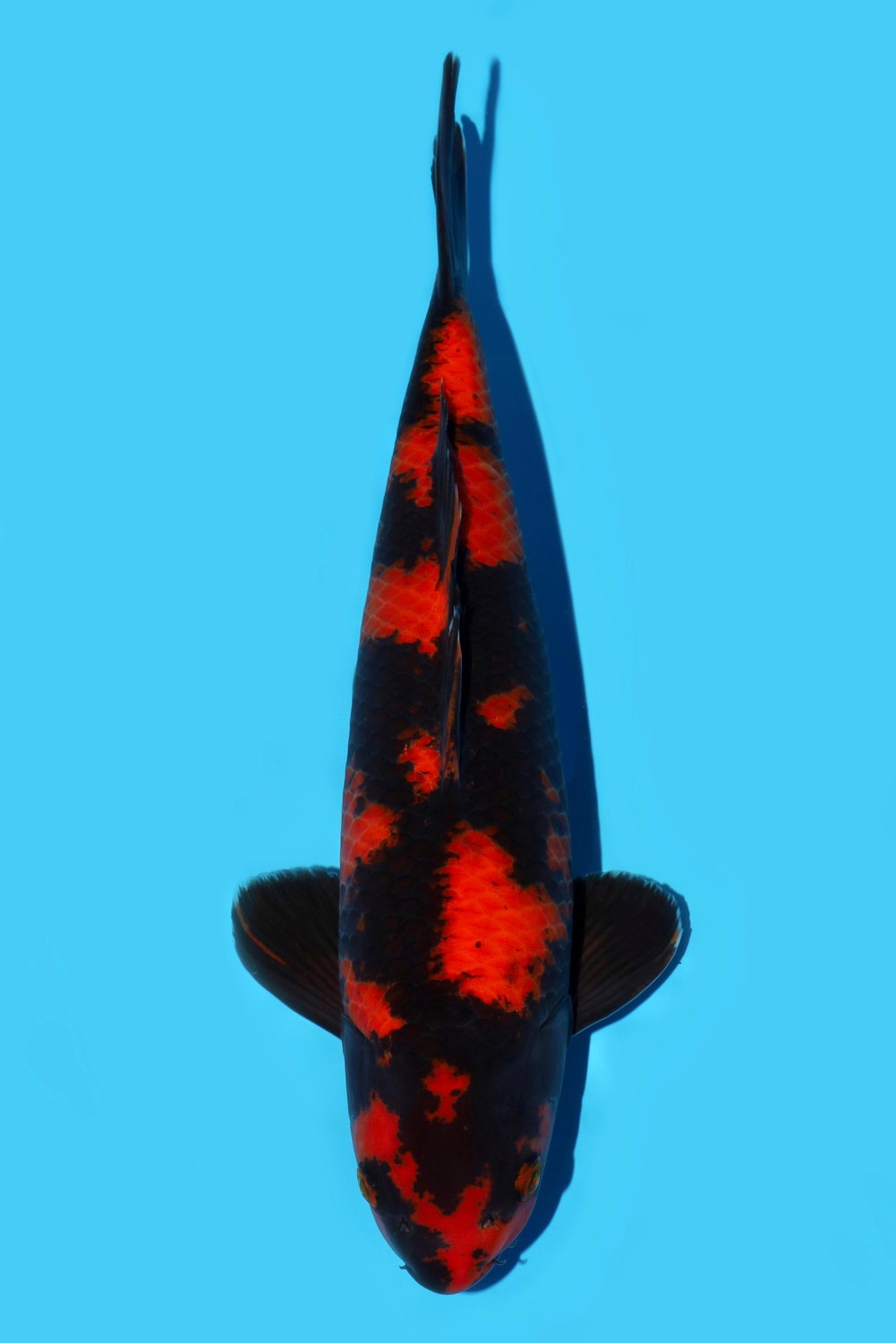 Juara 2
